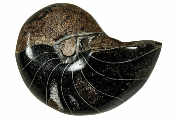 Polished Fossil Nautilus (Cymatoceras) - Unusual Black Color! #329214